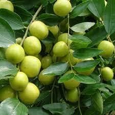 Yellow Korean Melon Seeds - Sweet and Refreshing Melons for Your Garden 100 Pcs pcs