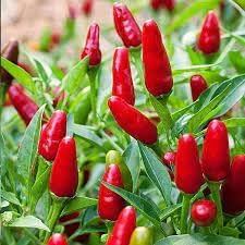 Chili Pepper Seeds for Planting - 100 Pcs pcs