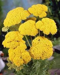Achillea Flower Seeds for Planting, Heirloom, Non-GMO, 100 pcs for planting in home garden