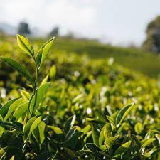 Camellia Sinensis Plant Seeds for Planting â€“ Organic, Heirloom, Non-GMO Tea Plant Seeds