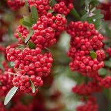 Scarlet firethorn fruit seeds