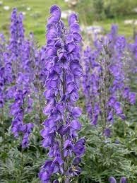 Heirloom Aconitum Flower Seeds for Garden Planting, Non-GMO, Monkshood Blooms for Borders