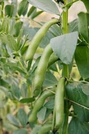 Green Leaf Vicia Faba Seeds for Planting - 100 Pcs pcs