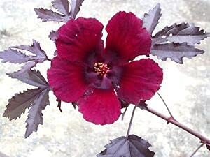 Burgundy Hibiscus Flower Seeds – Heirloom Non-GMO Flower Seeds for Planting