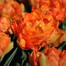 Orange Double Tulip Flower Seeds for Planting – Heirloom, Non-GMO Garden Seeds