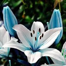 Lilium Flower Seeds for Garden Planting - NON GMO Seeds