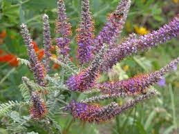 Heirloom Amorpha Canescens Flower Seeds for Garden Planting, Non-GMO, Prairie Wildflower Blooms - Amorpha for planting in home garden