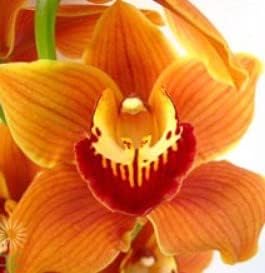 Orange Butterfly Orchid Flower Seeds for Planting - 100 pcs
