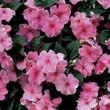 Pink Impatiens Flower Seeds for Planting ƒ?? Organic, Heirloom, Non-GMO Shade Garden Seeds