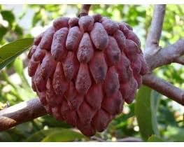 Chirimoya Roja Fruit Seed Set for Sweet, Unique Tropical Fruit 100 Pcs pcs