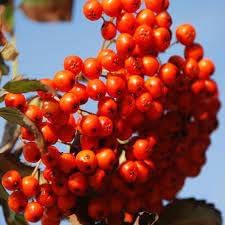 Sorbus Aucuparia Fruit Seed Pack for Beautiful Berries 100 Pcs pcs
