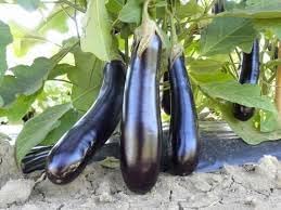 Black Beauty Eggplant Seeds for Planting, 100 Pcs pcs