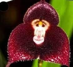 Dark Red Monkey Face Orchid Seeds for Planting - Heirloom Seeds for Home Garden, GMO Free