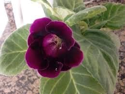 Heirloom Non-GMO Burgundy Gloxinia Flower Seeds for Garden Planting – Lush Velvet Blooms
