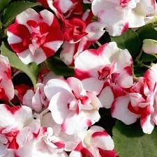 Camellia Impatiens Flower Seeds for Planting - NON GMO Seeds