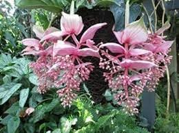 Medinilla Pink Flower Seeds for Planting - NON GMO Seeds