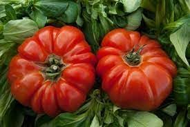 RAF Tomato Seeds for Planting - 100 Pcs pcs