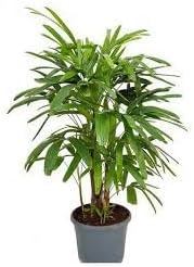 Rhapis Plant Seeds for Planting 100 pcs -Hierloom Flower Seeds