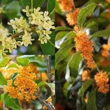 Osmanthus Flower Seeds for Garden Planting - NON GMO Seeds