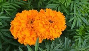 Marigolds Flower Seeds Heirloom Non GMO Planting - 100 pcs for planting in home garden