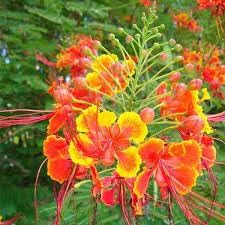 Caesalpinia Flower Seeds Heirloom Non GMO Planting - 100 pcs for planting in home garden