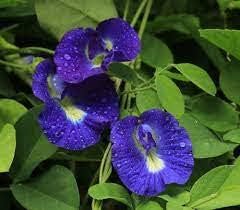 Blue Flower Pot Plant Seeds for Sowing - 100 pcs