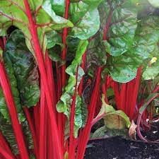 Swiss Chard Vegetable Seeds for Planting - 100 Pcs pcs