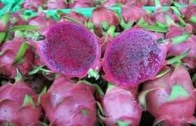 Pitaya Fruit Seeds Easy to Grow Lavender 100 Pcs pcs