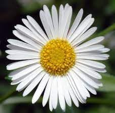 Erigeron Karvinskianus Seeds â€“ Heirloom, Non-GMO Daisy Flower Seeds for Garden Planting