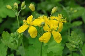 Heirloom Chelidonium Majus Flower Seeds for Garden Planting, Non-GMO, Medicinal Yellow Blooms for Borders