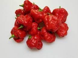 Aji Pepper Capsicum baccatum seeds for garden planting