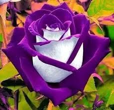 Violet White Rose Flower Seeds for Planting - Heirloom & Non-GMO Seeds for planting for planting in home garden