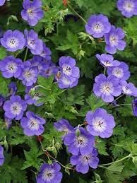 Geranium Rozanne Flower Seeds – Heirloom Non-GMO Seeds for Planting