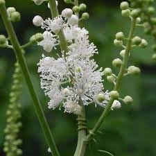 Cimicifuga Flower Seeds for Planting - 100 pcs