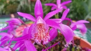 Tongariro Hardy Flower Seeds for Planting - 100 pcs