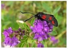 Grandiflora Rubra Flower Seeds for Planting - NON GMO Seeds