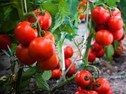 Cherry Tomato Seeds for Planting - 100 Pcs pcs