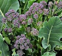 Early Purple Broccoli heirloom & Non-GMO Seeds