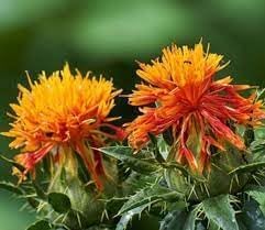 Carthamus Flower Seeds for Planting - 100 pcs