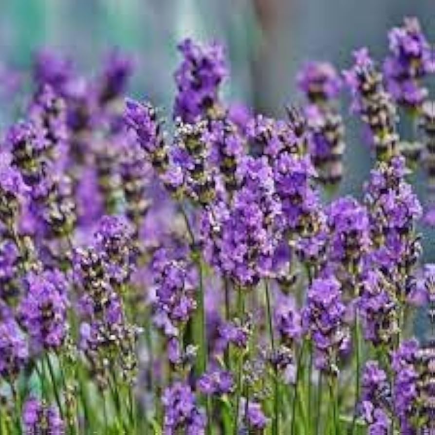 Heirloom Non-GMO Provence Violet Lavender Flower Seeds for Garden Planting – Aromatic Blooms seeds for planting in home garden