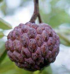 Fresh Burgundy Sugar-Apple Tree Seeds - A Tropical Delight for Your Garden 100 Pcs pcs