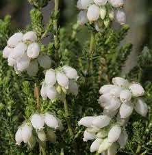 Calluna Vulgaris Flower Seeds for Planting - NON GMO Seeds