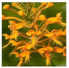 Heirloom Fringed Orchid Flower Seeds for Planting, Non-GMO