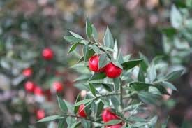 Dark red pomegranate fruit seeds for planting
