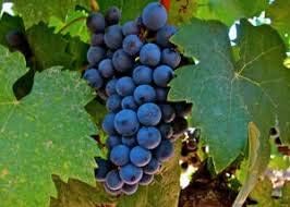 Grape Fruit Seeds for Planting - Dark Blue Color Variety, Rich in Vitamin C,Garden Seeds