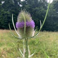 Dipsacus Plant Seeds for Planting - 100 pcs for planting in your garden.