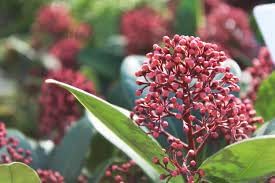 Skimmia Plant Seeds Heirloom Non GMO Planting - 100 pcs for planting in home garden