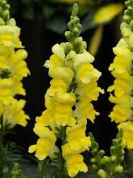 Snapdragon Golden Flower Seeds for Garden Planting - NON GMO Seeds