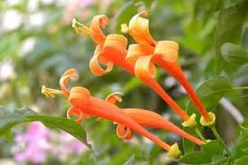 Lonicera Ciliosa Flower Seeds Heirloom Non GMO Planting - 100 pcs for planting in home garden