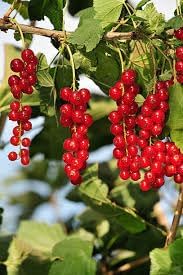 Edible Fruit Berries Flowers Cereum Seeds, Perfect for Aromatic and Healthy Berries 100 Pcs pcs